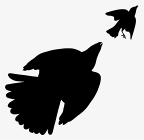 The Birds Of America Cooper S Hawk Bird Of Prey - Bird Silhouette Png Jay, Transparent Png, Transparent PNG