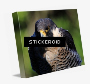 Peregrine Falcon Birds - Hawk, HD Png Download, Transparent PNG
