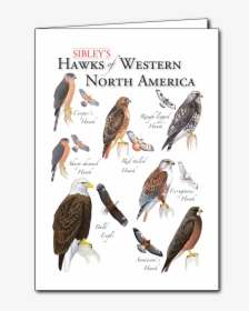 Sibley S Hawks Of Western Na Regional Card - Osprey, HD Png Download, Transparent PNG