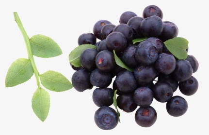Now You Can Download Blueberries Icon - Blueberry, HD Png Download, Transparent PNG