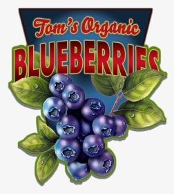 Transparent Blueberries Png - Vintage Blueberry Signs, Png Download, Transparent PNG