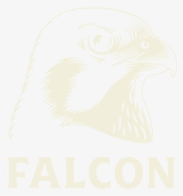 1 Falcon Logo - Falcon Beer Logo, HD Png Download, Transparent PNG