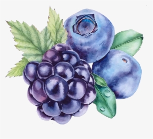 Transparent Blueberry Clipart - Grape Png Watercolour, Png Download, Transparent PNG