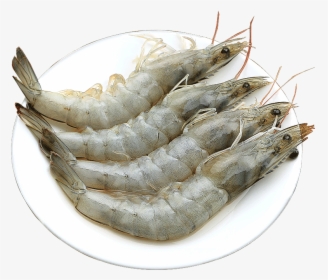 Prawn Fresh Seafood Seafood Qingdao Super Large Frozen - Caridean Shrimp, HD Png Download, Transparent PNG