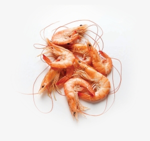 Shrimp Hd Png - Shrimp Png, Transparent Png, Transparent PNG