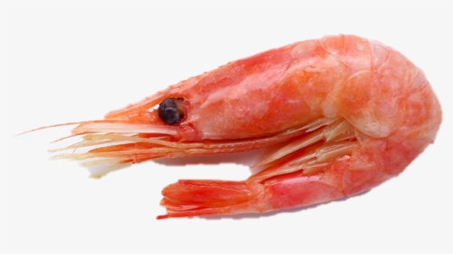Shrimp Png Download Image - Caridean Shrimp, Transparent Png, Transparent PNG