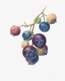 Botanical Art Blueberry , Png Download - Botanical Illustration Blue Berry, Transparent Png, Transparent PNG