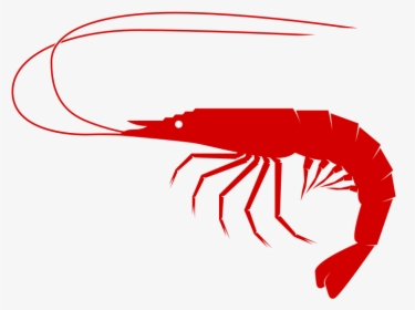 Shrimp To Use Download Png Clipart - Shrimp Clipart Png, Transparent Png, Transparent PNG