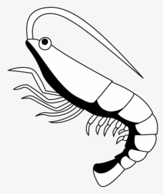 Shrimp Related Keywords Free Download Clipart - Shrimp Black And White, HD Png Download, Transparent PNG