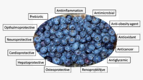 Validated Ameliorative Properties Of Blueberry - Juniper Berry, HD Png Download, Transparent PNG