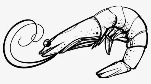 Clip Art Shrimp Vector - Shrimp Black And White Clip Art, HD Png Download, Transparent PNG