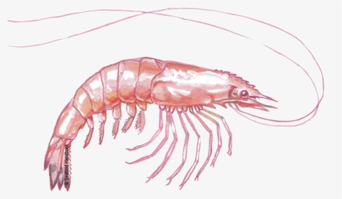Free Download Shrimps Png Images - Botan Shrimp, Transparent Png, Transparent PNG