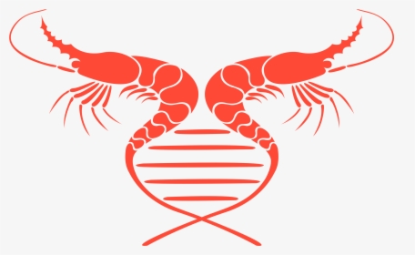 Shrimp Logo Png, Transparent Png, Transparent PNG