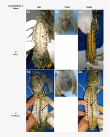 Gonad S Morphological Structure Of Mantis Shrimp Male - Morphology Of Mantis Shrimp, HD Png Download, Transparent PNG