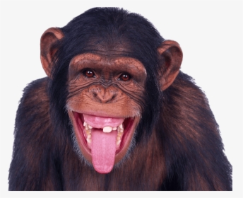 Chimpanzee Sticking Out Tongue - Happy Monkey, HD Png Download, Transparent PNG