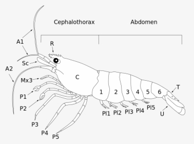 Anatomy Shrimp Png , Png Download - Homarus, Transparent Png, Transparent PNG