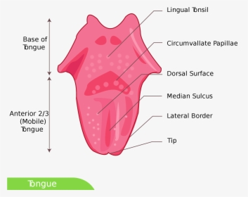 Dorsal Surface Of Tongue , Png Download - Tongue Diagram Simple, Transparent Png, Transparent PNG