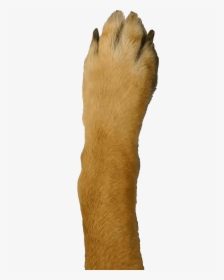 Dog Paw Google Phone - Paw, HD Png Download, Transparent PNG