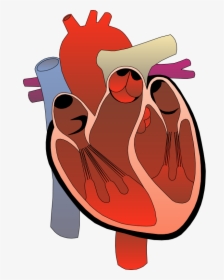 Clip Art Anatomy Human For - Medical Heart Clip Art, HD Png Download, Transparent PNG