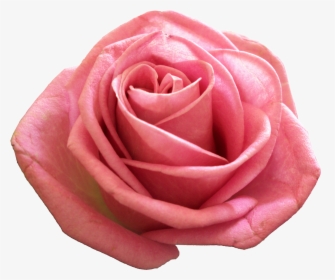 Pink Png Transparent Image - Rose, Png Download, Transparent PNG