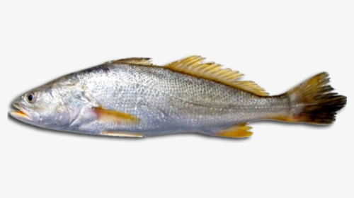 Download Free Fish Png Transparent Images Transparent - Que Es La Corvina, Png Download, Transparent PNG