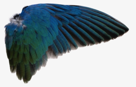 Bird Wings PNG Images, Transparent Bird Wings Image Download - PNGitem