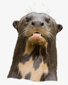 Angry Giant River Otter - Giant Otter Png, Transparent Png, Transparent PNG
