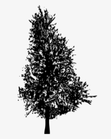 Vector Pine Tree - Pine Tree Cliparts Silhouette, HD Png Download, Transparent PNG