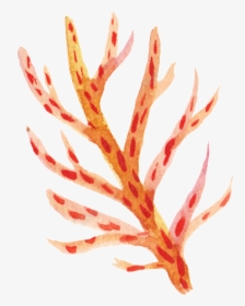 Orange Coral Png - Coral Clip Art Transparent Background, Png Download, Transparent PNG