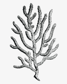 Coral Drawing No Background, HD Png Download, Transparent PNG