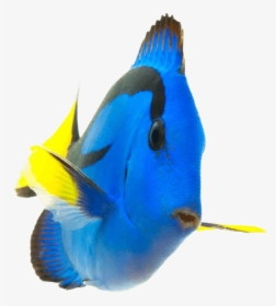 Coral Reef Fish Png , Png Download - Coral Reef Fish Png, Transparent Png, Transparent PNG