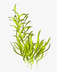 Seaweed Aquatic Plants Clip Art - Seaweed Png, Transparent Png, Transparent PNG