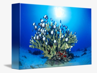 Clip Art Antler Coral - Underwater, HD Png Download, Transparent PNG