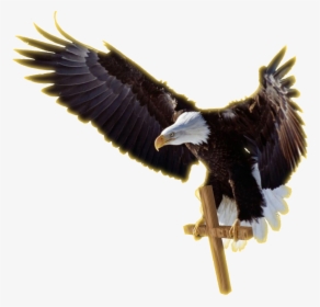 Job Experience Icon Png Download - Facebook Cover Photo Eagle, Transparent Png, Transparent PNG