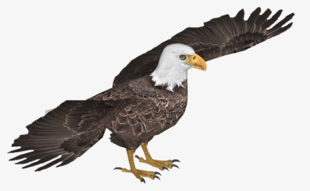 Bald Eagle , Png Download - Bald Eagle, Transparent Png, Transparent PNG