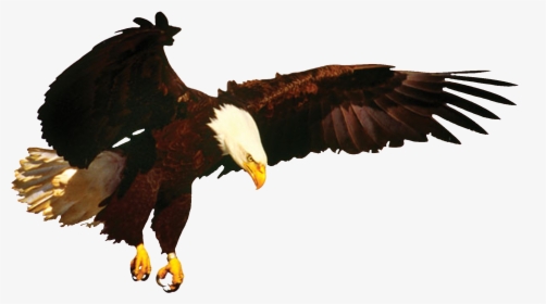 Eagle, HD Png Download, Transparent PNG