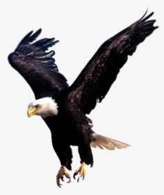 Eagle Wallpapers In Hd - Nigeria National Under-20 Football Team, HD Png Download, Transparent PNG