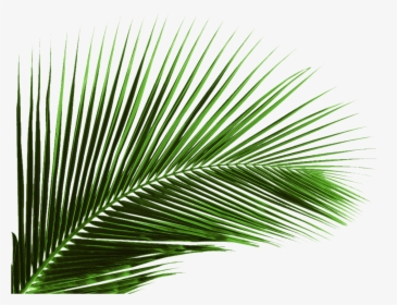 Arecaceae Leaf Palm Branch Tree - Palm Tree Leaf Png, Transparent Png, Transparent PNG