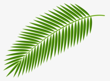 Palm Fronds Clipart Png - Palm Tree Leaf Png, Transparent Png, Transparent PNG