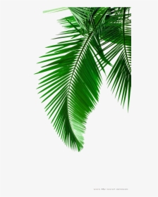Picture Leaf Leaves Material Arecaceae Palm Green Clipart - Transparent Coconut Leaf Png, Png Download, Transparent PNG