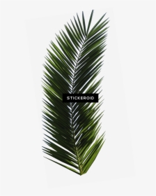 Palm Tree Leaf , Png Download - Palm Tree Leaf, Transparent Png, Transparent PNG