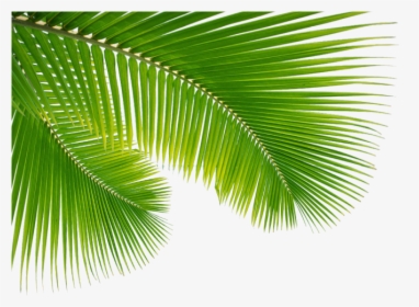 Transparent Palm Leaf Png - Folha De Coco Png, Png Download, Transparent PNG