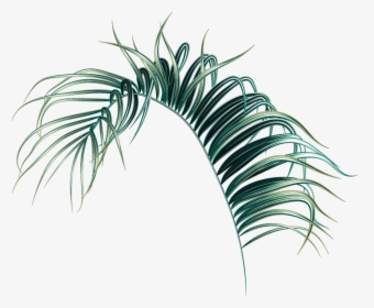 Palm Leaf Png, Transparent Png, Transparent PNG