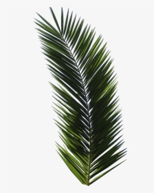 T-shirt Tropical Design Graphic Design Logo - Palm Leaf Tropical Png, Transparent Png, Transparent PNG