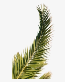 Palm Tree Leaf Png Download - Palm Tree, Transparent Png, Transparent PNG