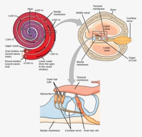 Image - Hearing Transduction, HD Png Download, Transparent PNG