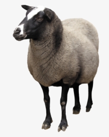 Pin By Transparent Png Images On Animal Png - Transparent Sheep Png, Png Download, Transparent PNG
