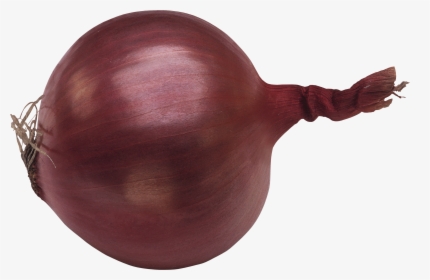 Onion Png Image - Single Onion Png, Transparent Png, Transparent PNG