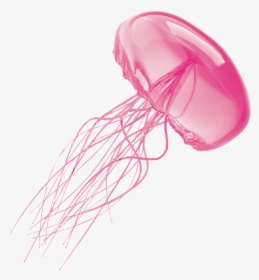 Jellyfish Logo Png Pink Transparent Png Transparent Png Image Pngitem - roblox pink jellyfish transparent png stickpng