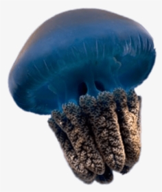 Blue Jellyfish - Transparent Background Transparent Jellyfish, HD Png Download, Transparent PNG